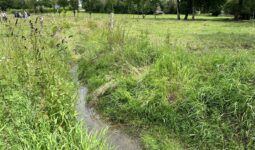 Cours d'eau dans une prairie