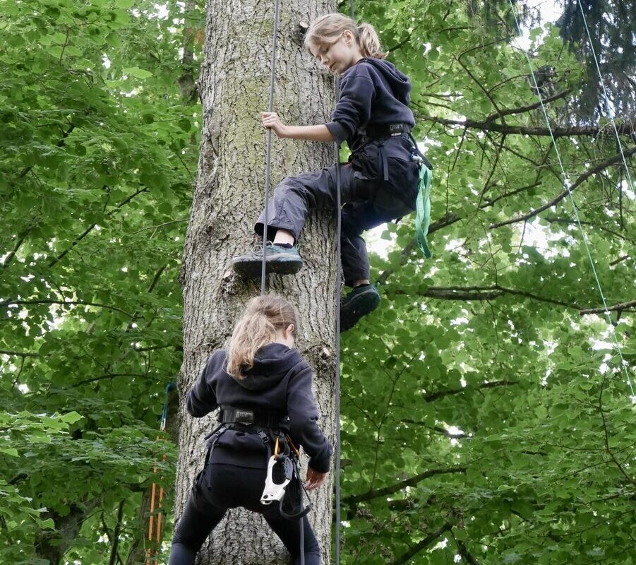 Deux jeunes filles grimpent le long d'un résineux - Illustration La grimpe d’arbres, vecteur vers le vivant