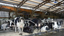 Vaches sur les logettes - tapis dans la stabulation