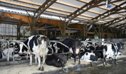 Vaches sur les logettes - tapis dans la stabulation