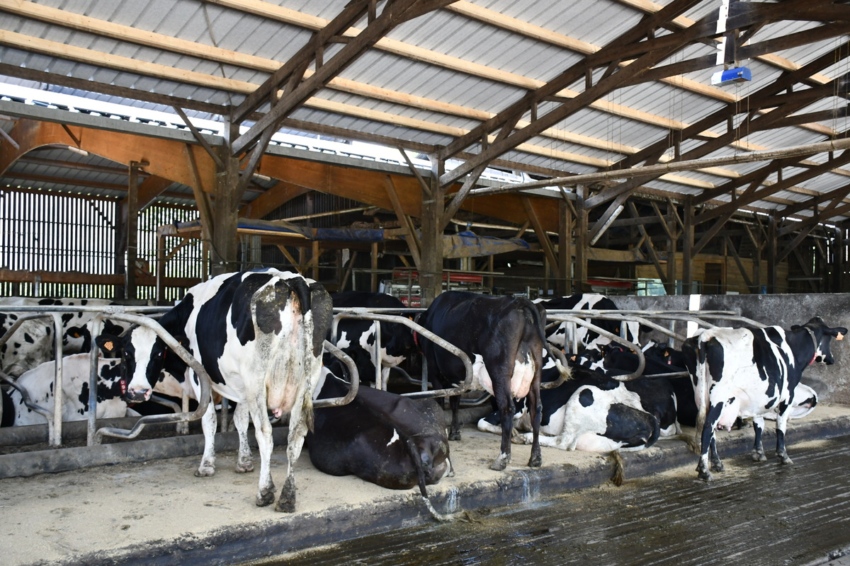 Vaches sur les logettes - tapis dans la stabulation - Illustration Gaec Douillet à Val-d’Izé (35) : Qualité de vie et efficacité économique