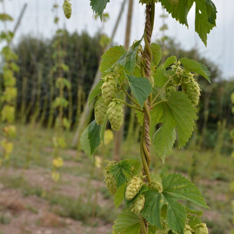 Houblon - Illustration « Nous avons  les compétences d’analyse  en Bretagne »