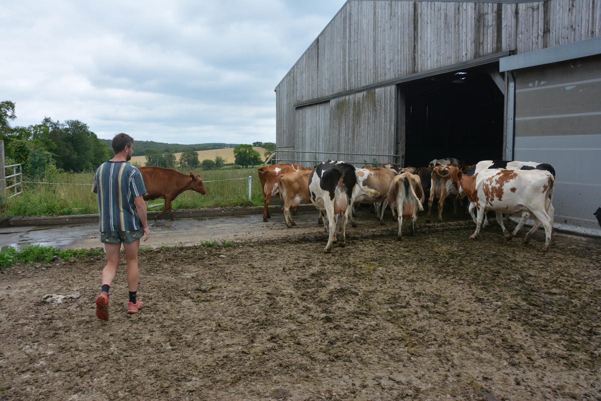 Vaches qui rentrent à l'étable