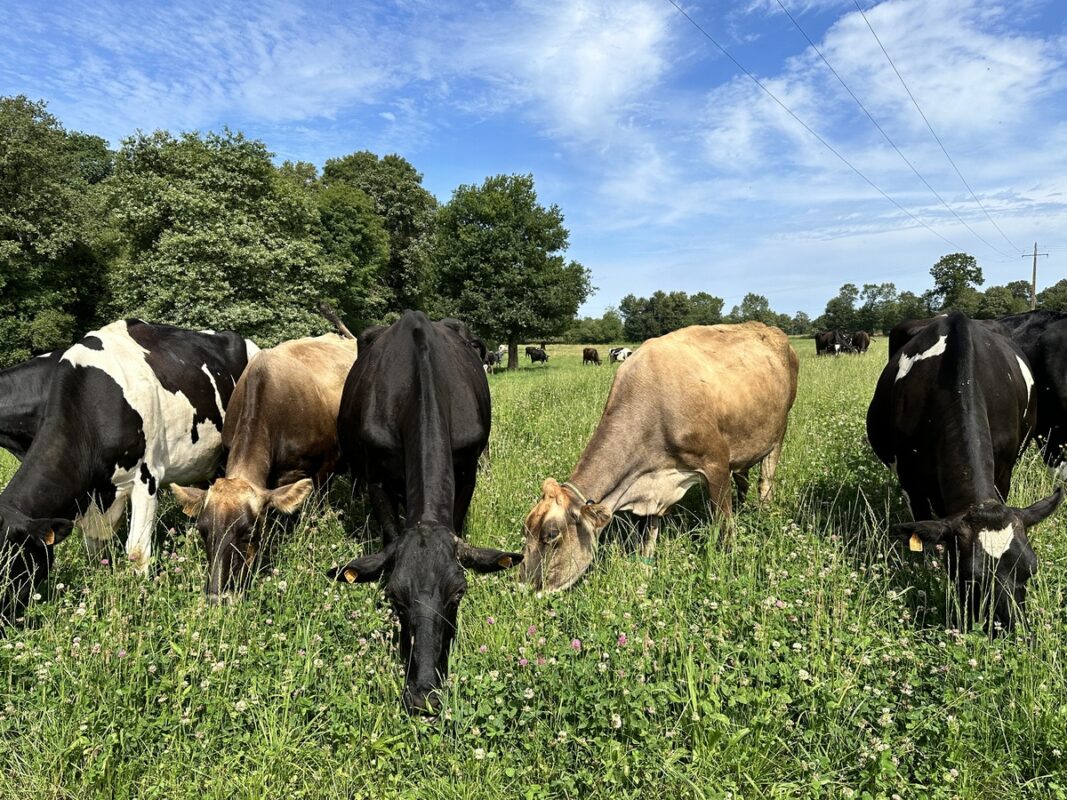 vaches en train de pâturer