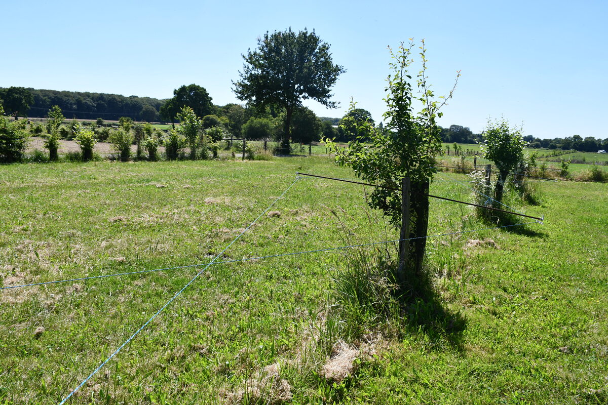 Une parcelle en agroforesterie