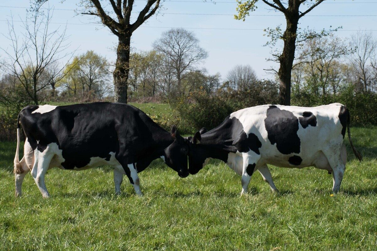 Deux vaches se font face, front contre front. - Illustration La médiation pour se sortir  des difficultés relationnelles