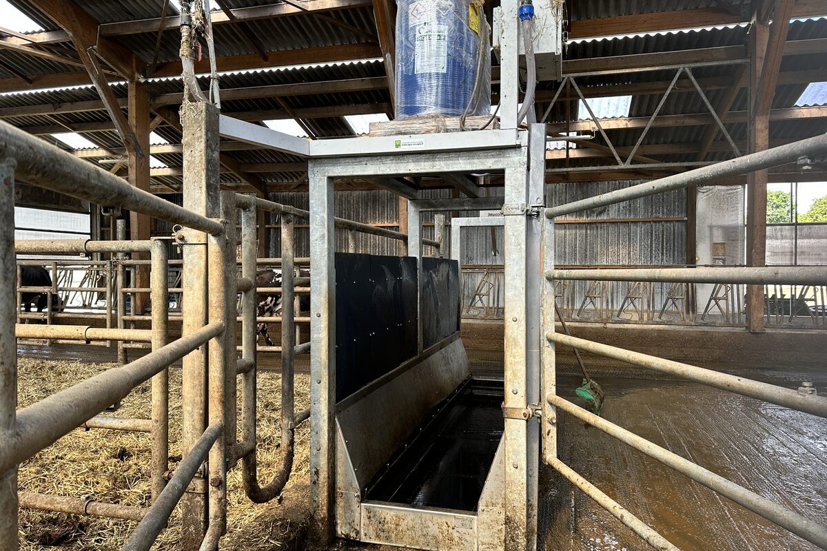 Pédiluve à vache dans un bâtiment agricole - Illustration La dermatite a pris la fuite