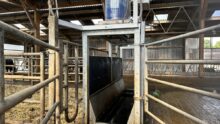 Pédiluve à vache dans un bâtiment agricole