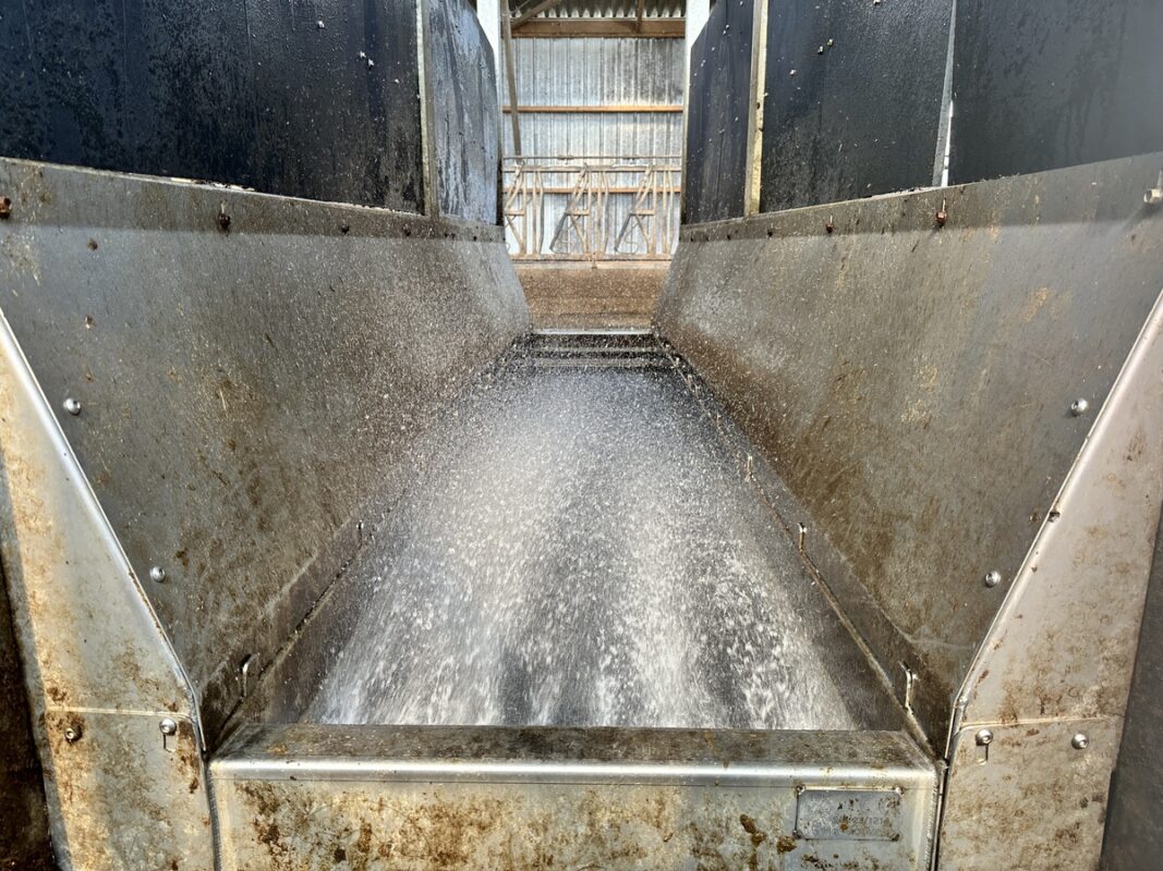 Pédiluve à vache dans un bâtiment agricole