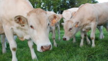 bovins allaitants dans une prairie