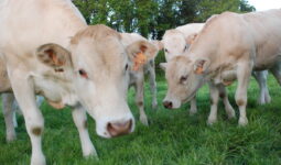 bovins allaitants dans une prairie