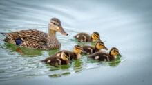 canards sauvages dans un étang