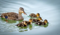 canards sauvages dans un étang