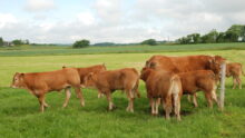 vaches limousines et veaux en pâture