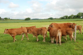 vaches limousines et veaux en pâture