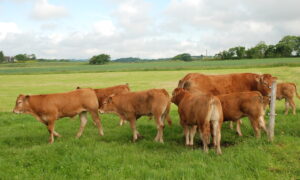 vaches limousines et veaux en pâture