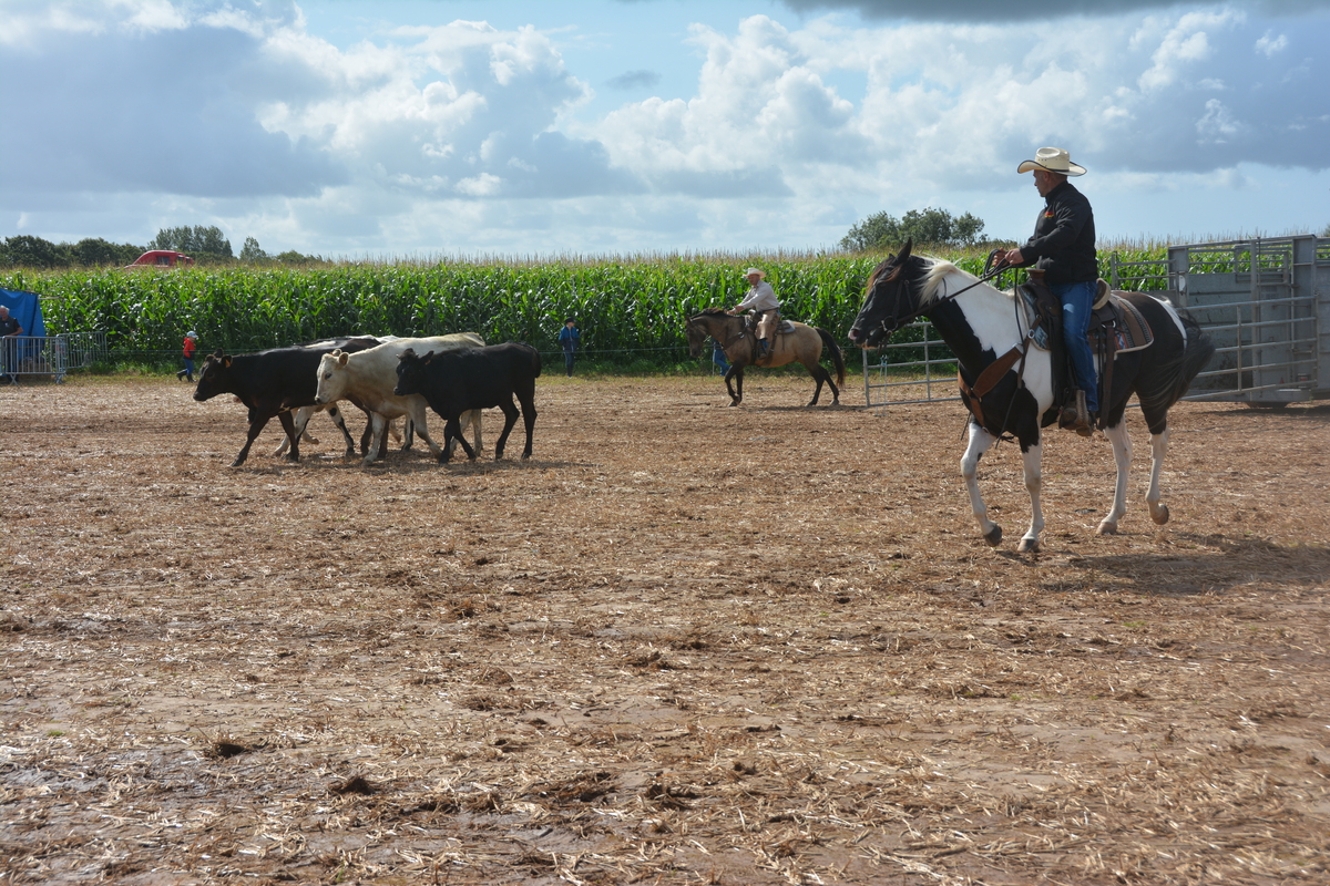 Chevaux et démonstration avec veaux