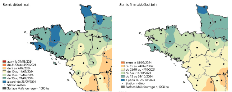 Carte des dates prévisionnelles de récolte du maïs fourrage pour 2024 en Bretagne - Illustration La récolte du maïs fourrage s’annonce tardive