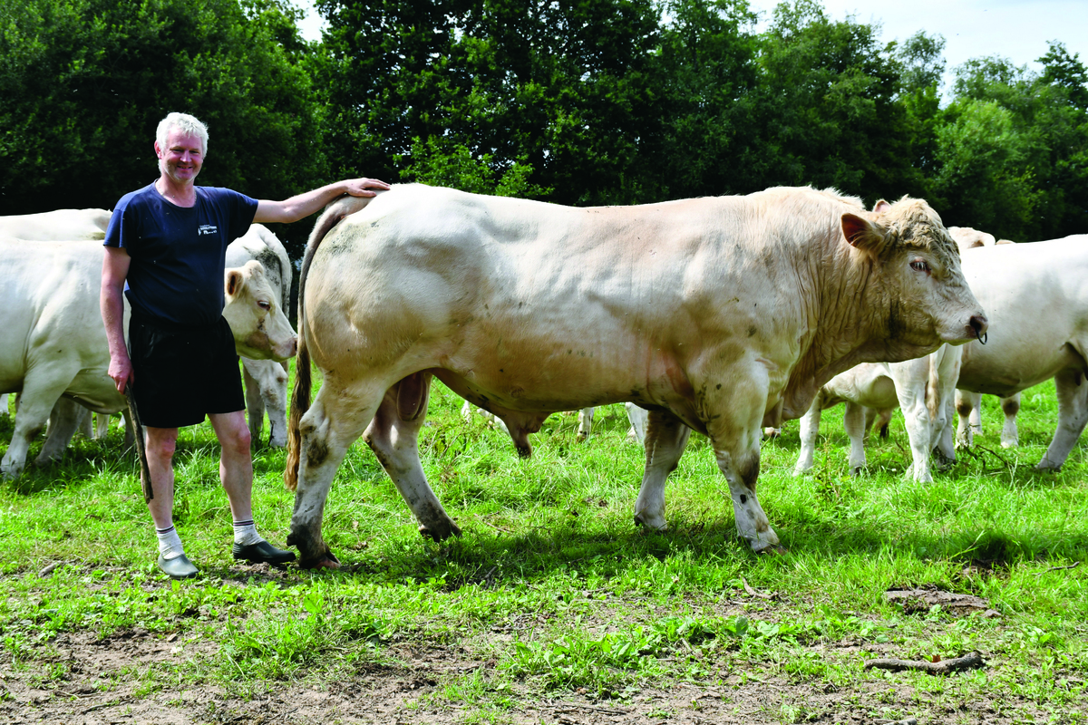 Jacky Weber avec son taureau en pâturage