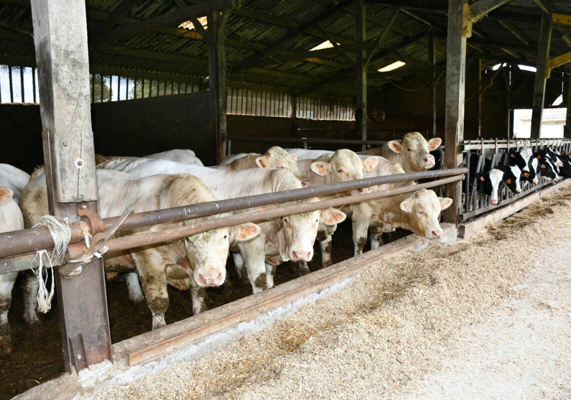 Les taurillons charolais en bâtiment