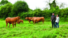 Les éleveurs dans un pré avec leurs plus beaux animaux limousins