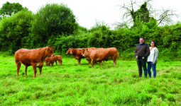 Les éleveurs dans un pré avec leurs plus beaux animaux limousins