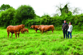 Les éleveurs dans un pré avec leurs plus beaux animaux limousins