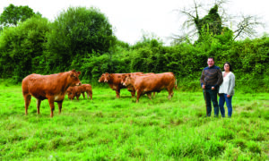 Les éleveurs dans un pré avec leurs plus beaux animaux limousins