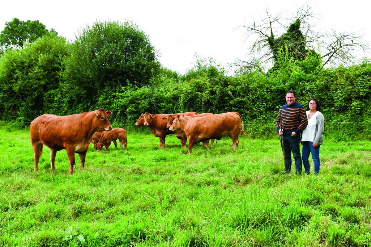 Les éleveurs dans un pré avec leurs plus beaux animaux limousins - Illustration Le Gaec Bellier sera en lice au Challenge national