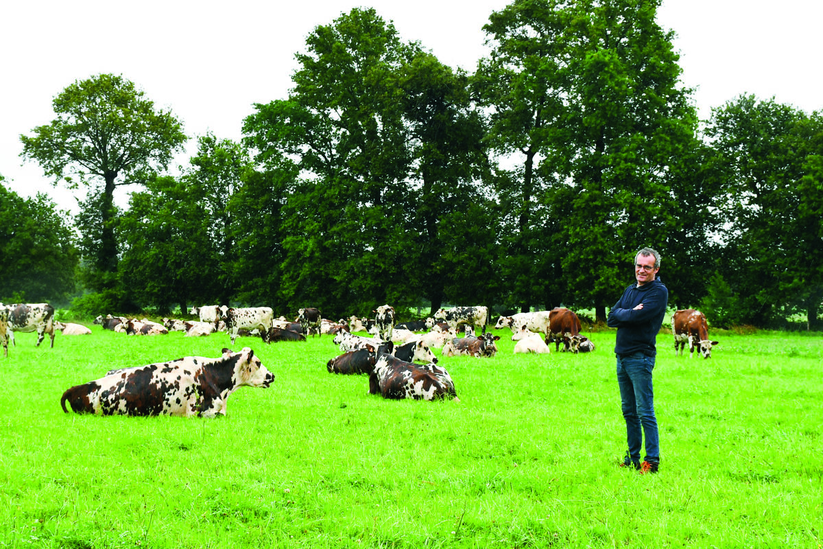 L'éleveur avec ses vaches au pâturage - Illustration Numéro 1 en Isu de la race normande