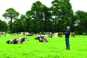 L'éleveur avec ses vaches au pâturage