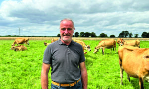 Agriculteurs dans une prairie avec des jersiaises