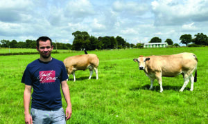 Agriculteurs dans une prairie avec des vaches Parthenaises