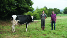 Une vache au pâturage accompagnée de deux éleveurs.