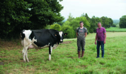 Une vache au pâturage accompagnée de deux éleveurs.