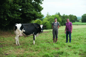 Une vache au pâturage accompagnée de deux éleveurs.