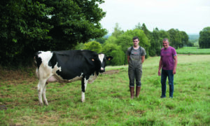 Une vache au pâturage accompagnée de deux éleveurs.