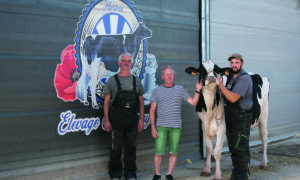 Une vache et trois éleveurs.