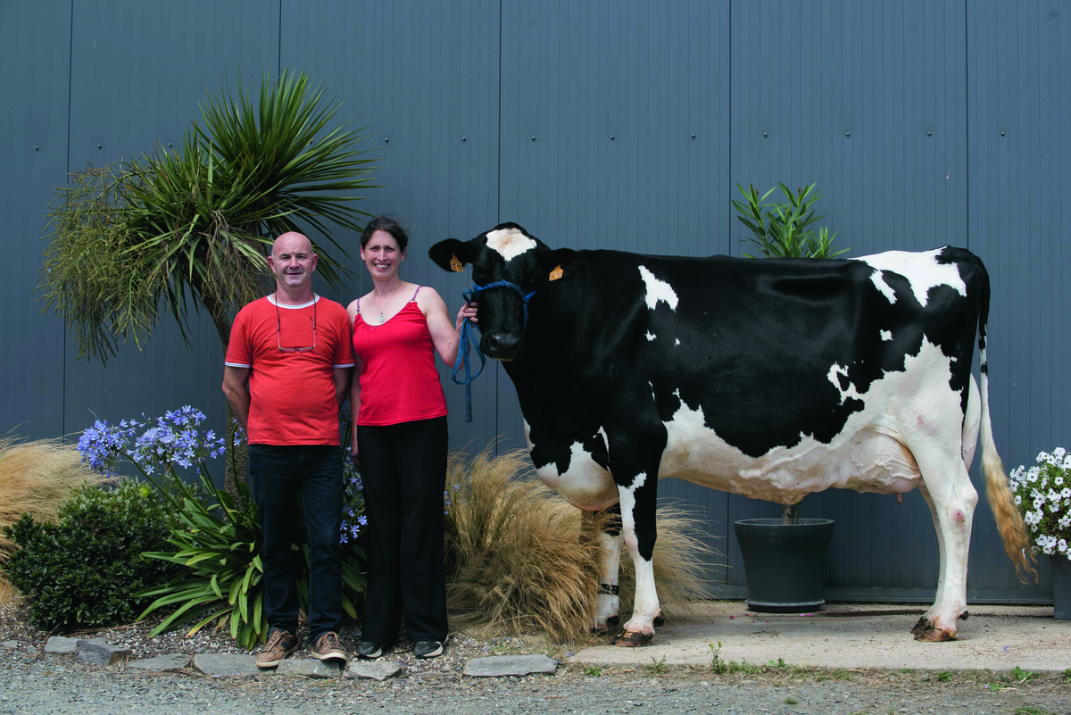 TD©FSRigaud-2.jpgDeux éleveurs avec une vache Holstein.  - Illustration Troisième fournée de Meringue au Space