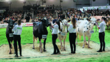 Quatre jeunes emmes présentant des vaches Holstein lors d'un concours.