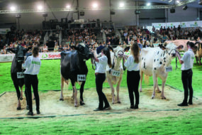 Quatre jeunes emmes présentant des vaches Holstein lors d'un concours.