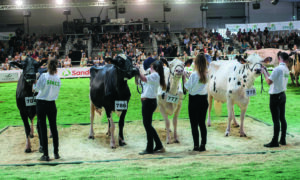 Quatre jeunes emmes présentant des vaches Holstein lors d'un concours.