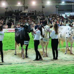 Quatre jeunes emmes présentant des vaches Holstein lors d'un concours.