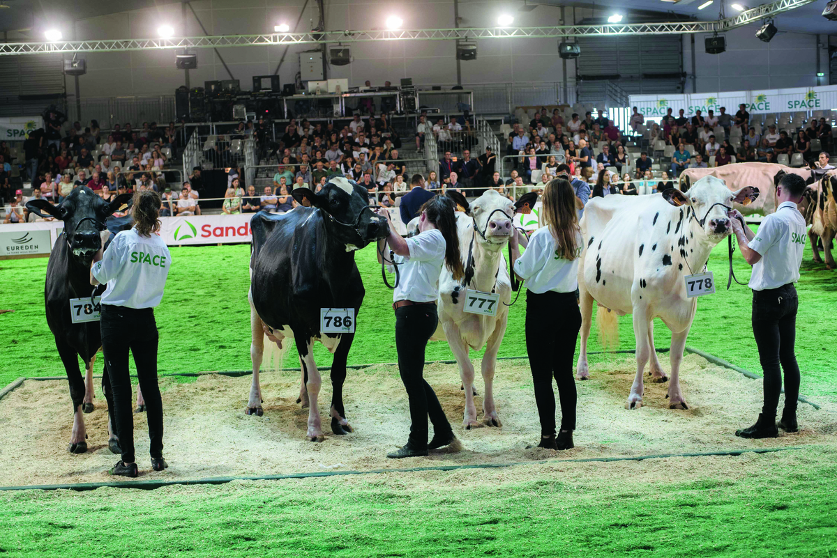 Quatre jeunes emmes présentant des vaches Holstein lors d'un concours.  - Illustration Le juge Yan Jacobs, un éleveur à la renommée planétaire