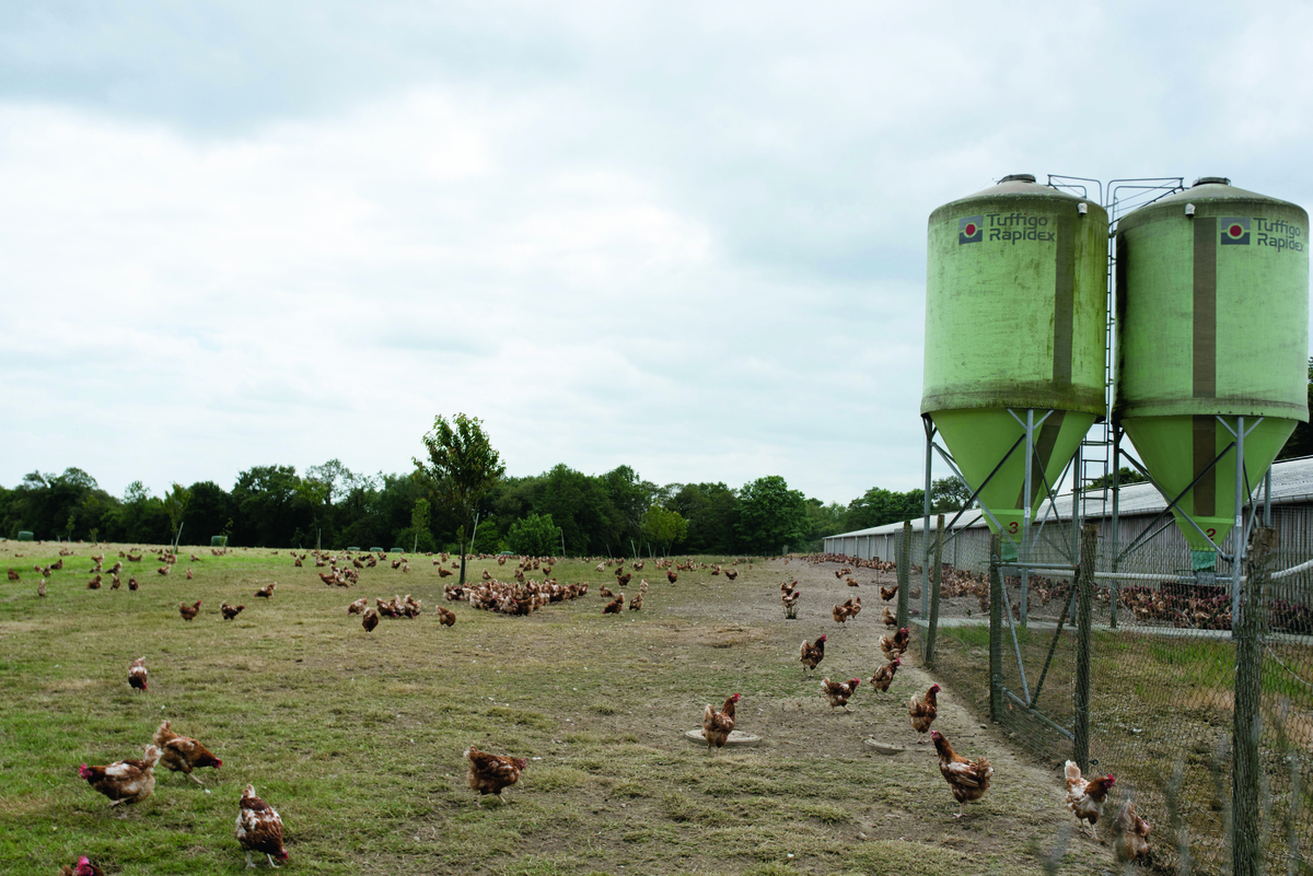 Des poules pondeuses sur leur parcours près d'un bâtiment équipé de deux silos-tours d'aliment.