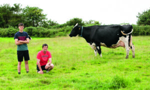 Deux éleveurs à côté dune vache Prim'Holstein dans un champ.