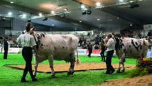 Des vaches Normandes défilent sur un ring de concours.