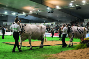 Des vaches Normandes défilent sur un ring de concours.