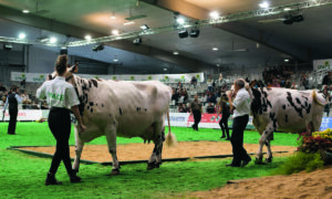 Des vaches Normandes défilent sur un ring de concours.