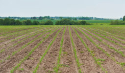 jeunes plants de maïs dans un champ